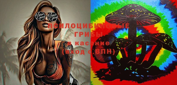 стаф Аркадак